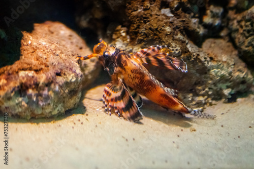 Ocellated Lionfish  Dendrochirus biocellatus  - Marine fish