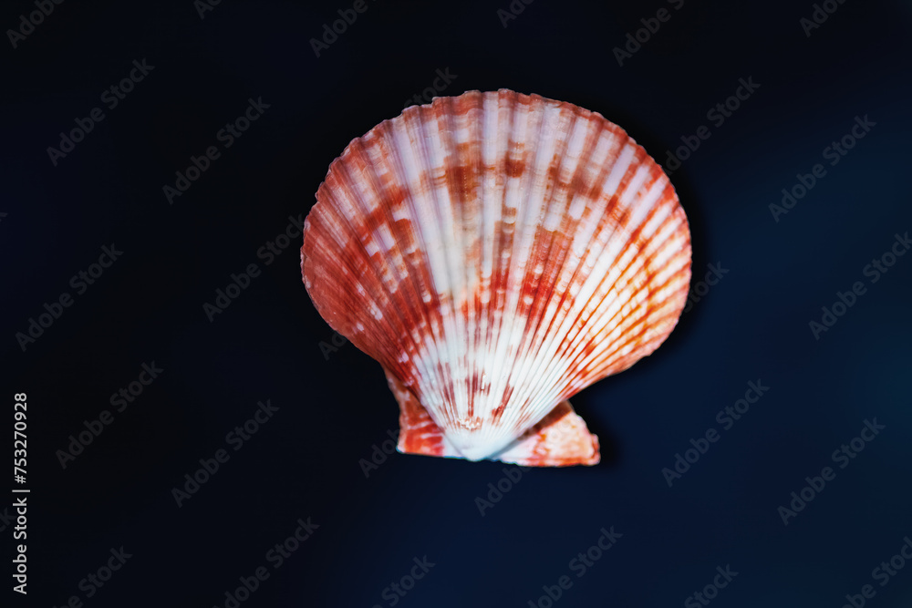 Red Scallop Shell (Mimachlamys crassicostata) - Seashell - obrazy, fototapety, plakaty 