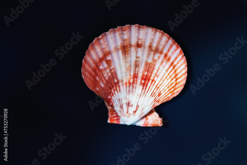 Red Scallop Shell (Mimachlamys crassicostata) - Seashell