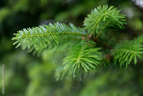 Close-up of the conifer leaves