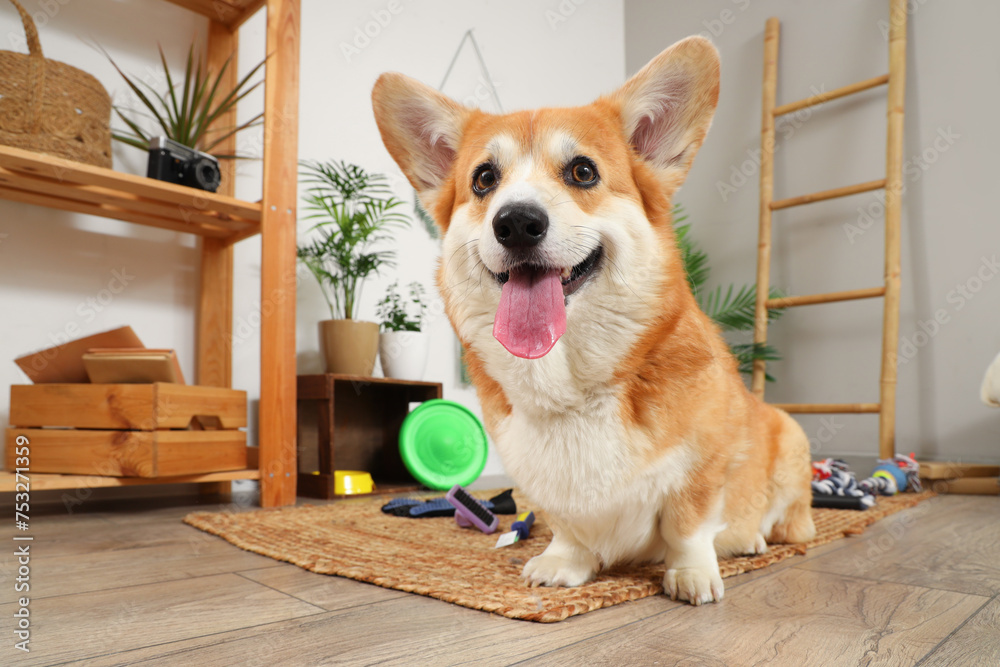 Cute Corgi dog with different pet accessories and bowl for food lying at home