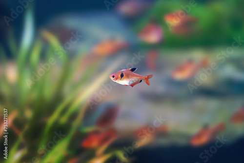 Serpae Tetra (Hyphessobrycon eques) - Freshwater fish photo