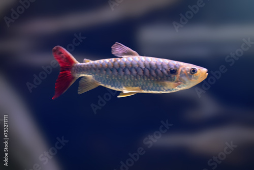 Pinktail Chalceus (Chalceus macrolepidotus) - Freshwater fish photo