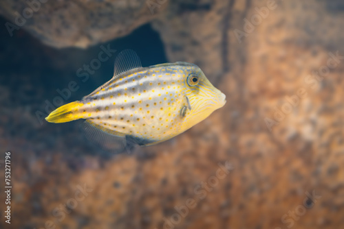 Orangespotted Filefish (Cantherhines pullus)  - Marine fish photo