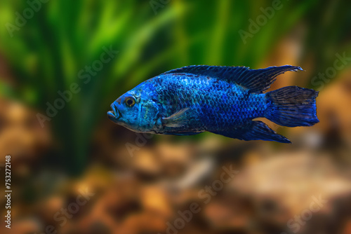 Jack Dempsey (Rocio octofasciata) - Freshwater fish photo