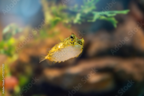 Spot-fin Porcupinefish (Chilomycterus spinosus) or Brown Burrfish  - Marine fish © diegograndi