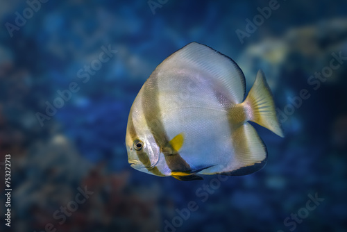 Orbicular Batfish (Platax orbicularis) - Marine fish photo