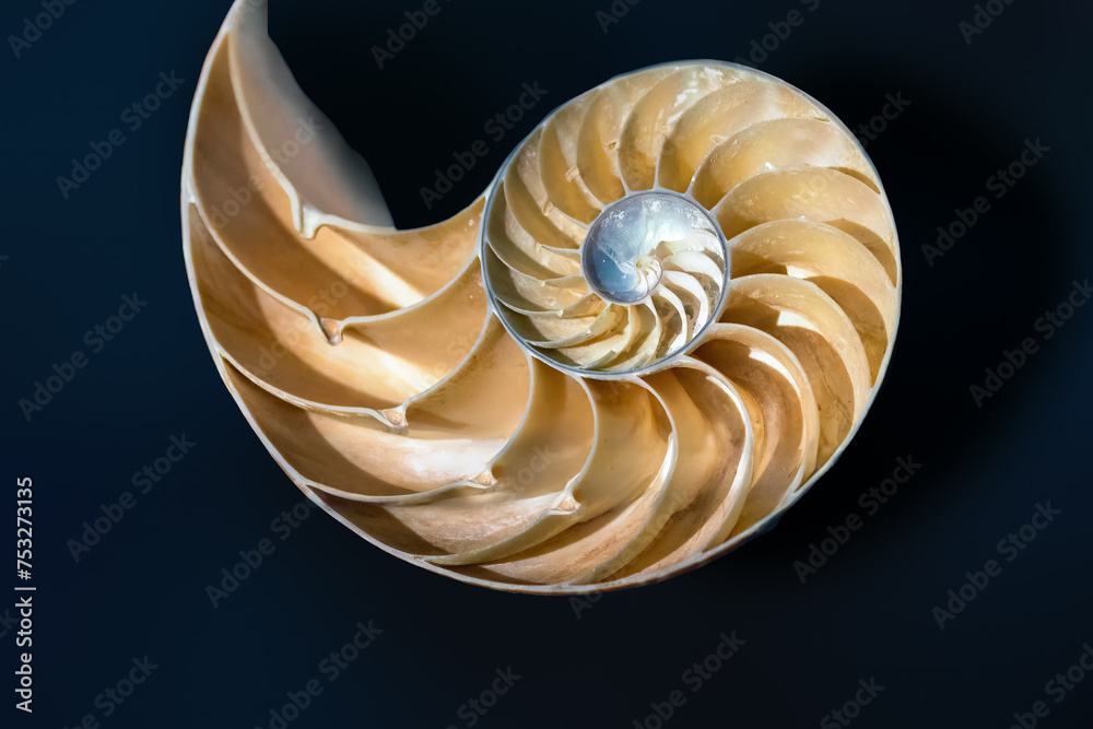 Emperor Nautilus shell Interior (Nautilus Pompilius) - Seashell - obrazy, fototapety, plakaty 