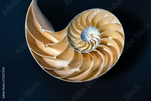Emperor Nautilus shell Interior (Nautilus Pompilius) - Seashell