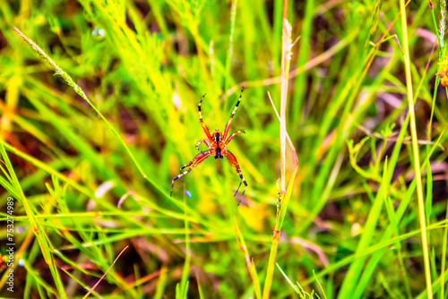 Orange garden spider with blurred grass background 
