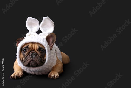 Cute French bulldog in bunny costume on black background. Easter celebration © Pixel-Shot