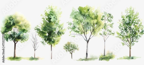 Tree set with green leaves isolated on white  tree collection  watercolor illustration