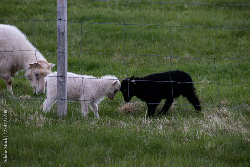 Two little lambs on a green meadow in Iceland fighting, animal fight, 