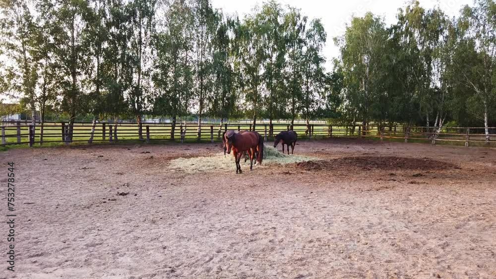 Young horses in the corral Young horses in the corral