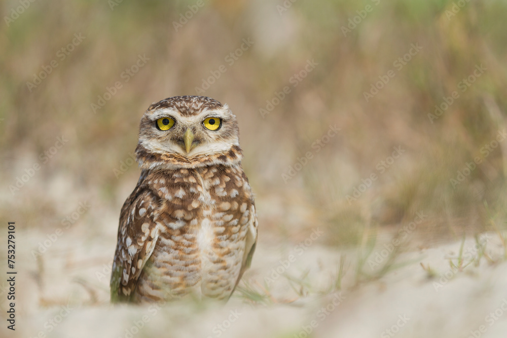 Pretty owl in the field (Athene cunicularia). Pretty owl in the field (Athene cunicularia).