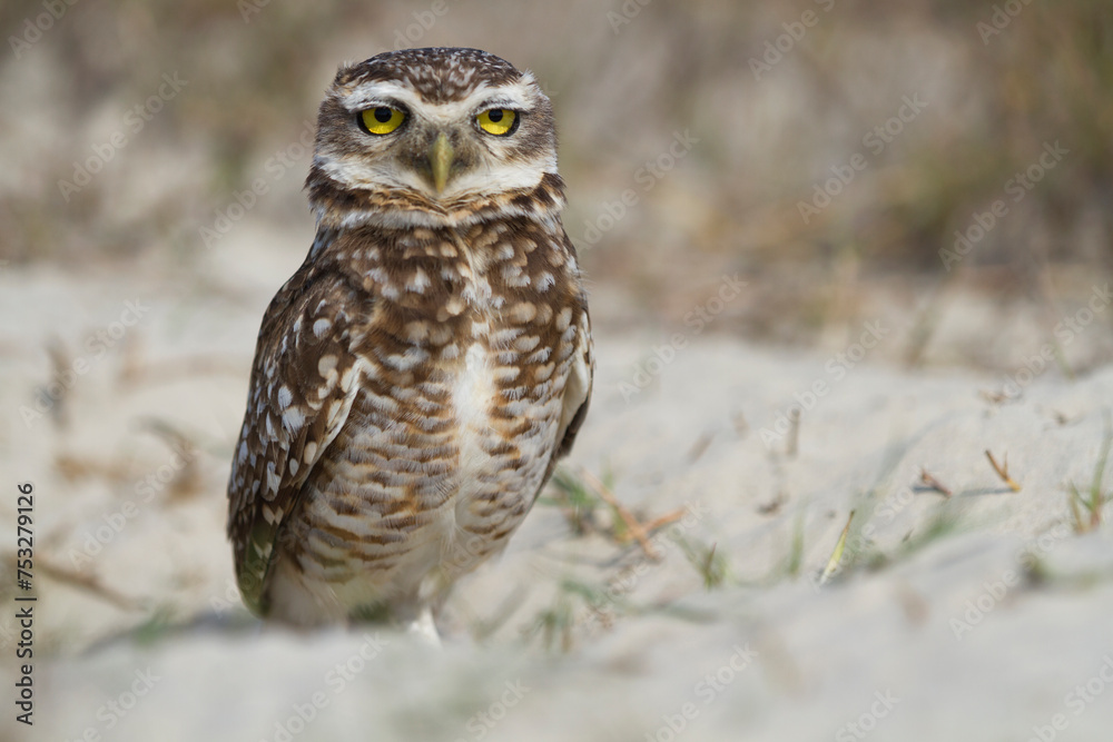 Pretty owl in the field (Athene cunicularia). Pretty owl in the field (Athene cunicularia).
