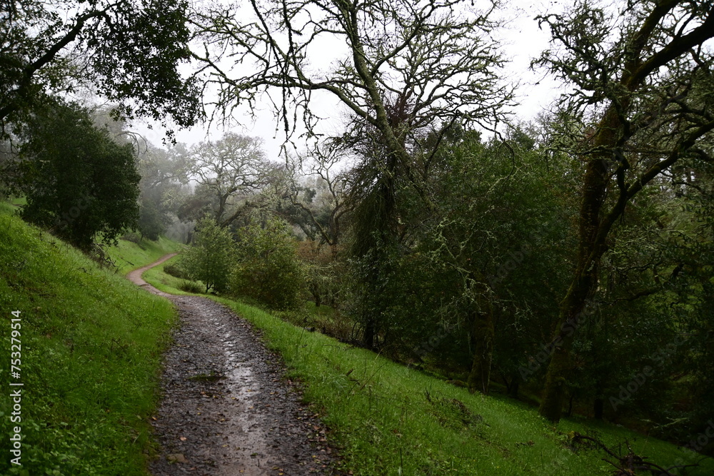 path in the forest