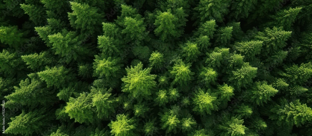 Aerial view of green mangrove forest texture Aerial view of green mangrove forest texture