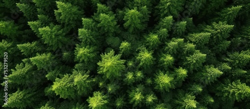 Aerial view of green mangrove forest texture