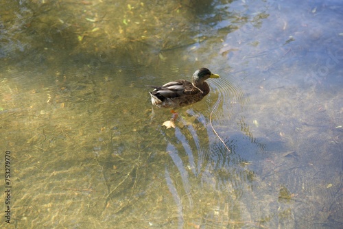 公園の川で泳ぐ鳥