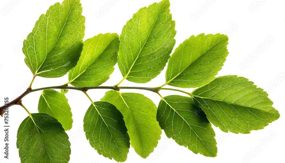 PNG Fresh green leaves on a branch isolated on white PNG Fresh green leaves on a branch isolated on white