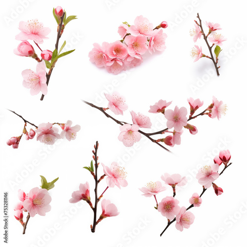Collection of blooming sakura branches. Cherry blossom set isolated on white background.