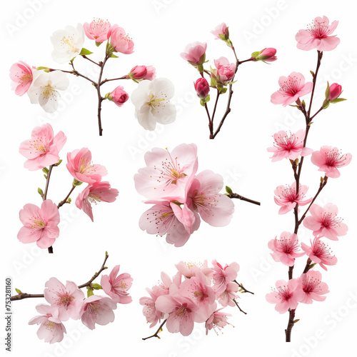 Collection of blooming sakura branches. Cherry blossom set isolated on white background.