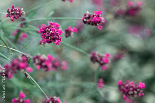 Blooming pink lavender in a field isolated on green