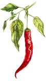 botanical illustration of a chilli, organic plant