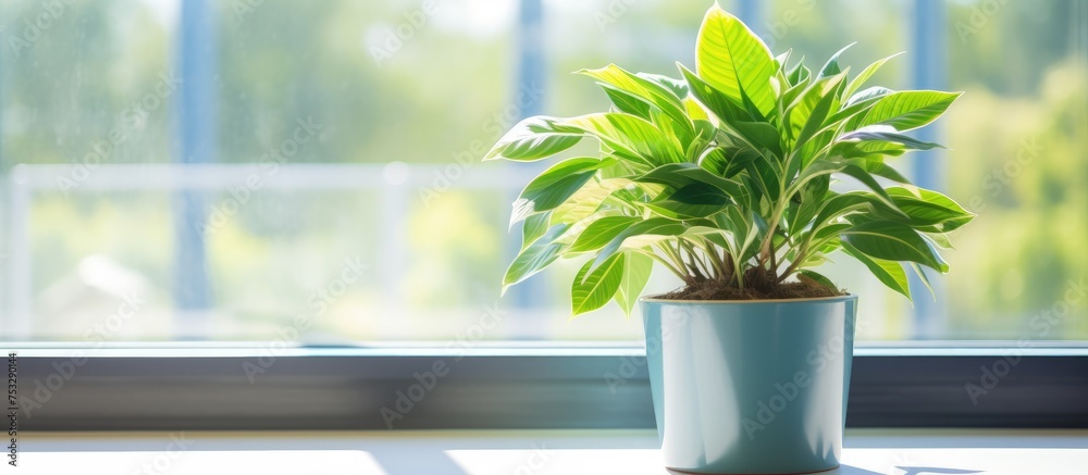 Green plant in flowerpot on window at business center in sunlight - obrazy, fototapety, plakaty 