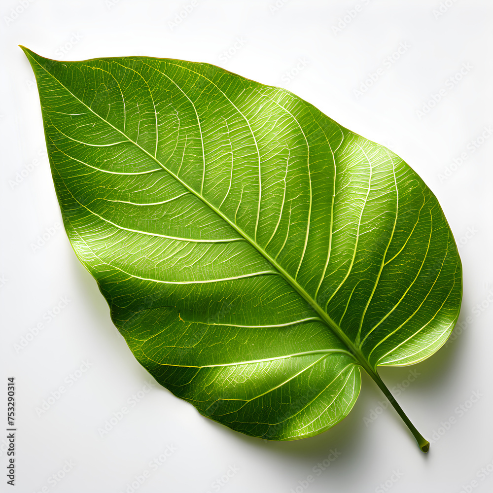 Obraz premium green leaf isolated on white