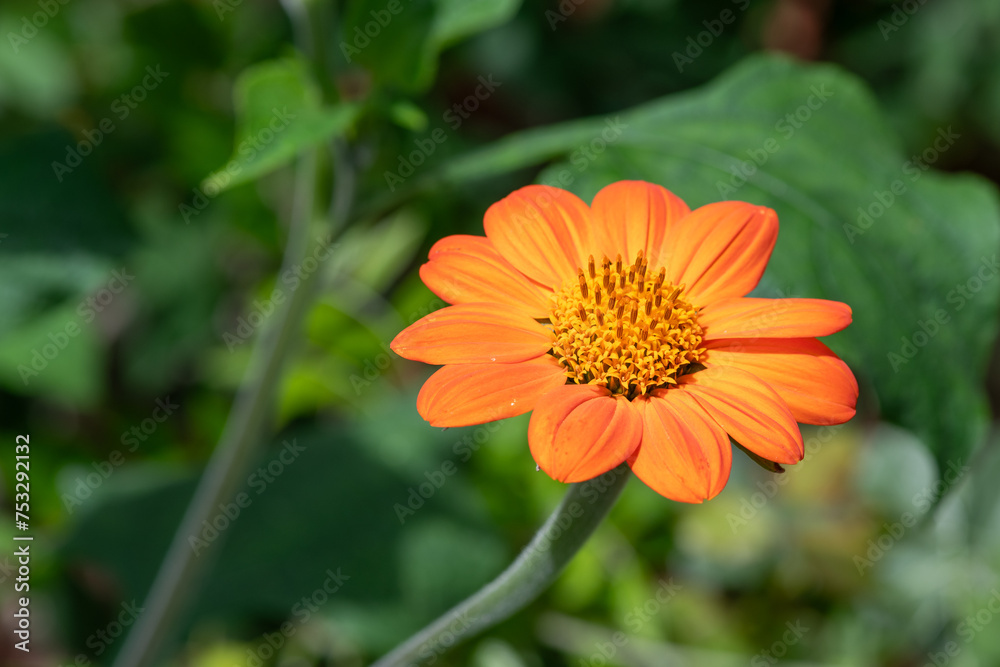 Close up of a Mexican sunflower (tithonia rotundifolia) in bloom Close up of a Mexican sunflower (tithonia rotundifolia) in bloom