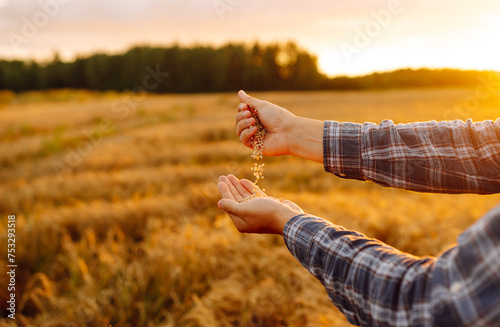 The hands of a farmer close up pour a handful of wheat grains in a wheat field. New crop season, agricultural harvesting