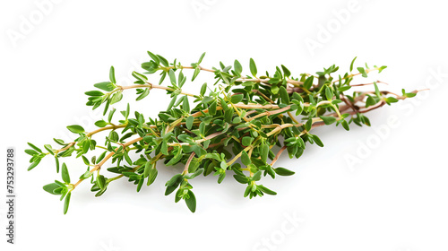 sprig of thyme, valued for its antiseptic and antimicrobial properties