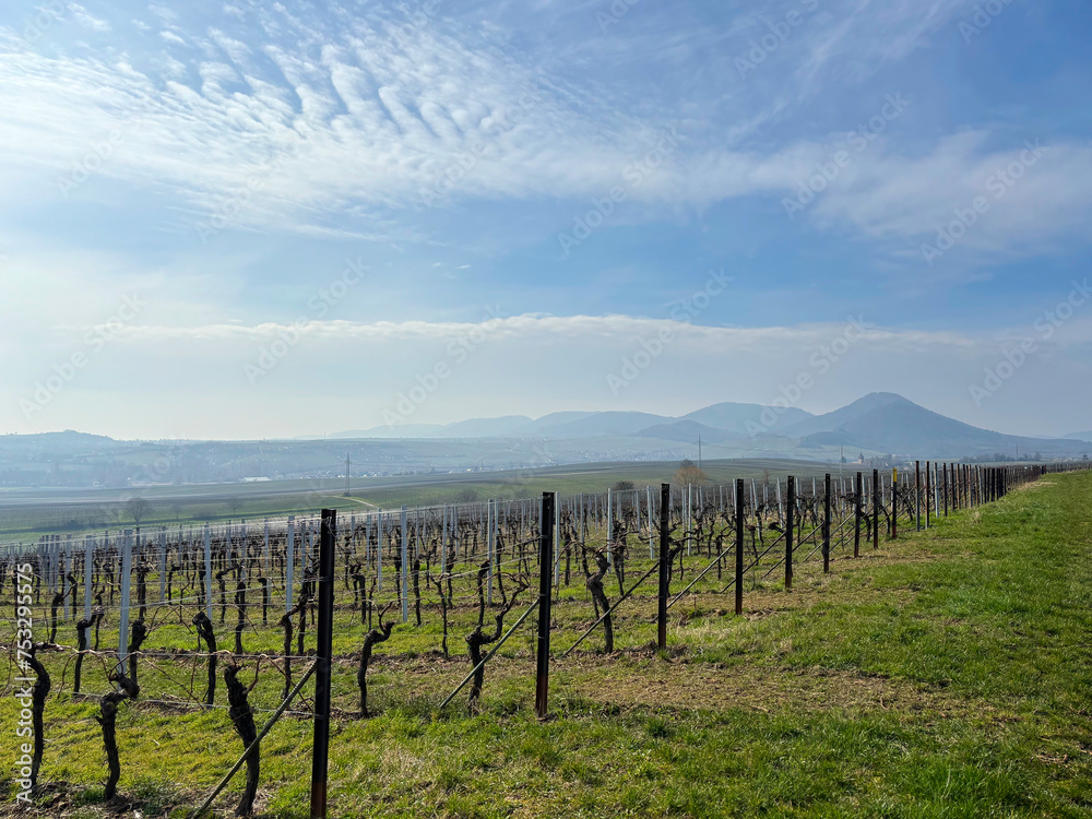 Naklejka premium vineyards in winter