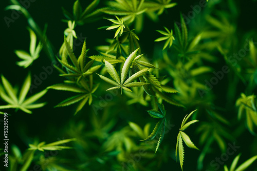 Fototapeta Naklejka Na Ścianę i Meble -  Macro Shot of Lush Cannabis Sativa Plant Leaves in Vivid Detail