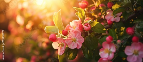 Vintage-style spring sunset in an apple garden adorned with flowers.