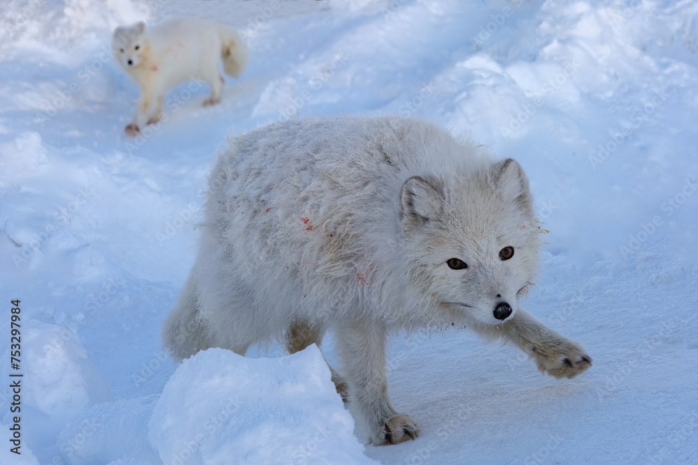 Arctic foxes as representatives of northern fauna. White polar foxes against the background of the snowy tundra. In search of food in the winter tundra