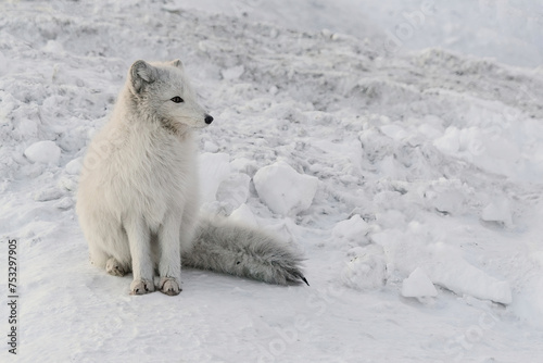 Life of Arctic foxes in the northern winter tundra. White and fluffy polar foxes hunting and playing in the snow. Wild fauna of the polar region on the Arctic islands