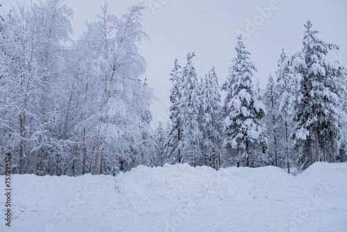 White snow covered forest landscape in Finnish lapland, Rovaniemi