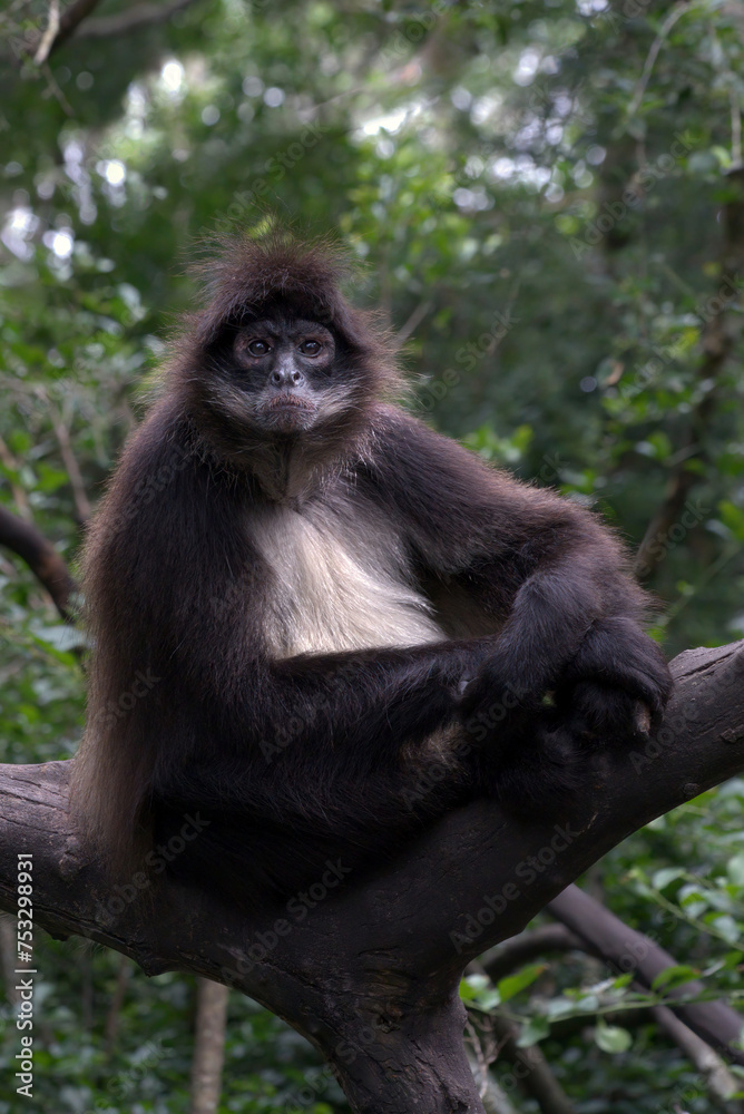 Black headed spider monkey sitting on a tree branch and looking in to the camera Black headed spider monkey sitting on a tree branch and looking in to the camera
