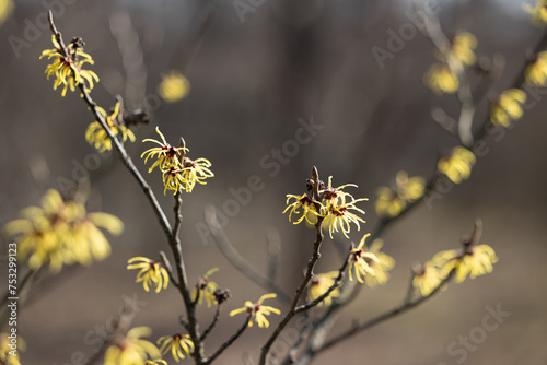 Yellow catkins on a tree in early spring