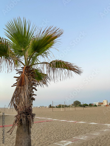 Palm trees at sunset 