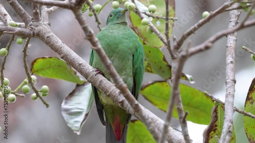 Nature wildlife footage of Black-naped Fruit Dove bird perching on tree full with wild fruit photo