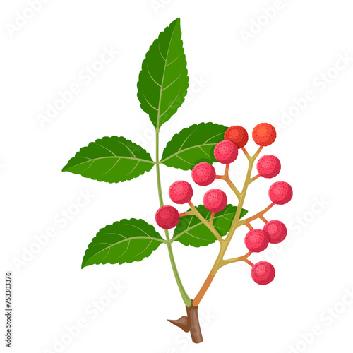Vector illustration, Zanthoxylum piperitum, also known as Szechuan pepper, Szechwan pepper, Chinese prickly ash, and mala pepper, isolated on white background.
