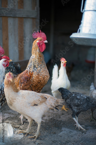 Rooster and chickens organic farming