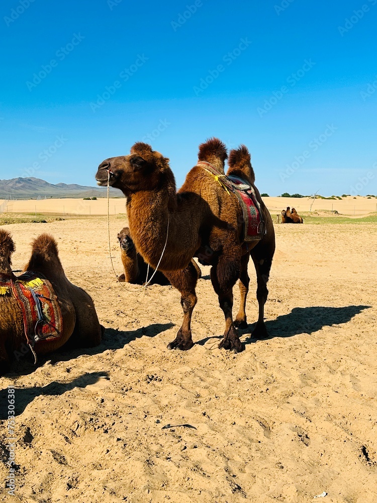 Fototapeta premium Camels, Elsen Tasarkhai, Mongolia