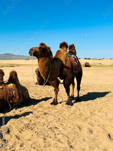 Camels, Elsen Tasarkhai, Mongolia © Andy