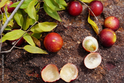 Ripe Camu Camu fruits (Myrciaria dubia), fresh and partially cut cross-sectionally. This is a rare fruit in Amazon rainforest, which is healthy and has the highest concentration of natural vitamin C. photo