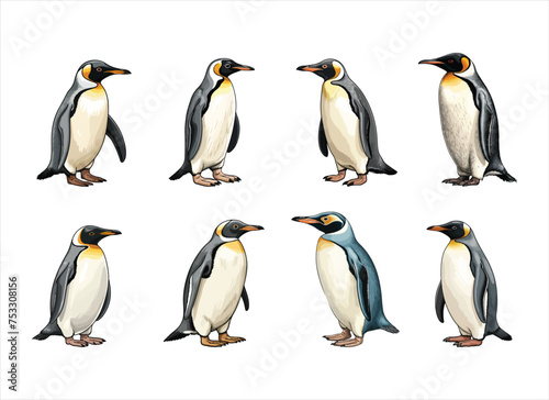 penguin vector illustration isolated on white background. 